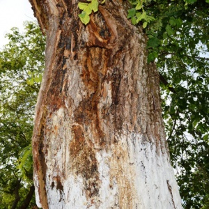 Чудо в Ларисе: кровоточащие деревья Николая Нового (фото)